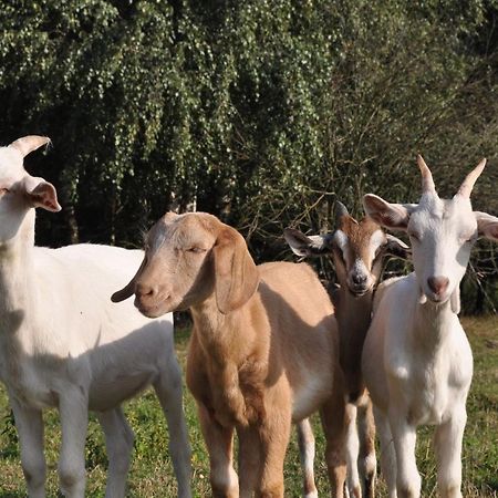 Maringotka Na Samote Na Kozi Farme Ξενοδοχείο Pobezovice Εξωτερικό φωτογραφία