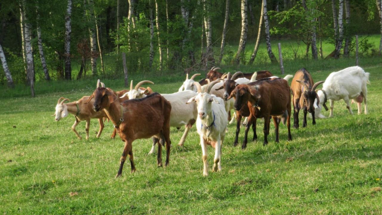 Maringotka Na Samote Na Kozi Farme Ξενοδοχείο Pobezovice Εξωτερικό φωτογραφία